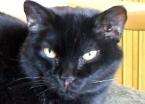 Handsome Panther