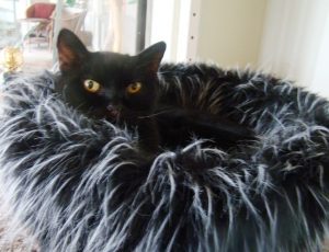 Panther in fabulous bed!