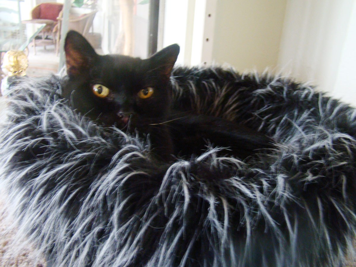 Panther in fabulous bed!