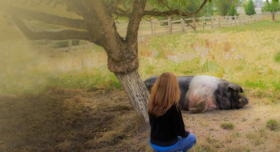 Harley sharing Reiki with Animal Reiki Teacher Kathleen Prasad, Animal Reiki Source