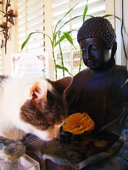 Drinking water at Buddha