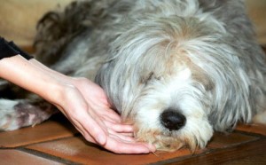 Mollie Receiving Reiki