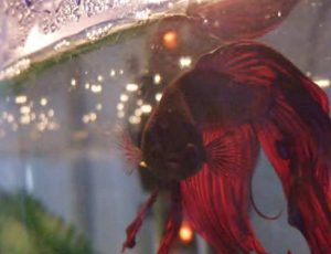 Betta Fish, Duke