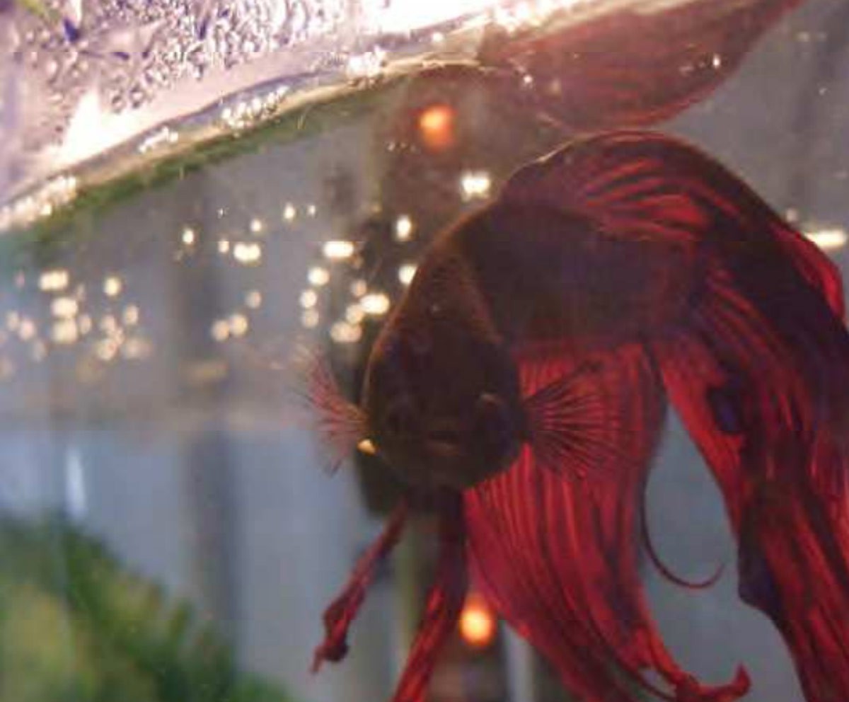 Betta Fish, Duke