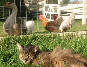 Frazier on grass with friends