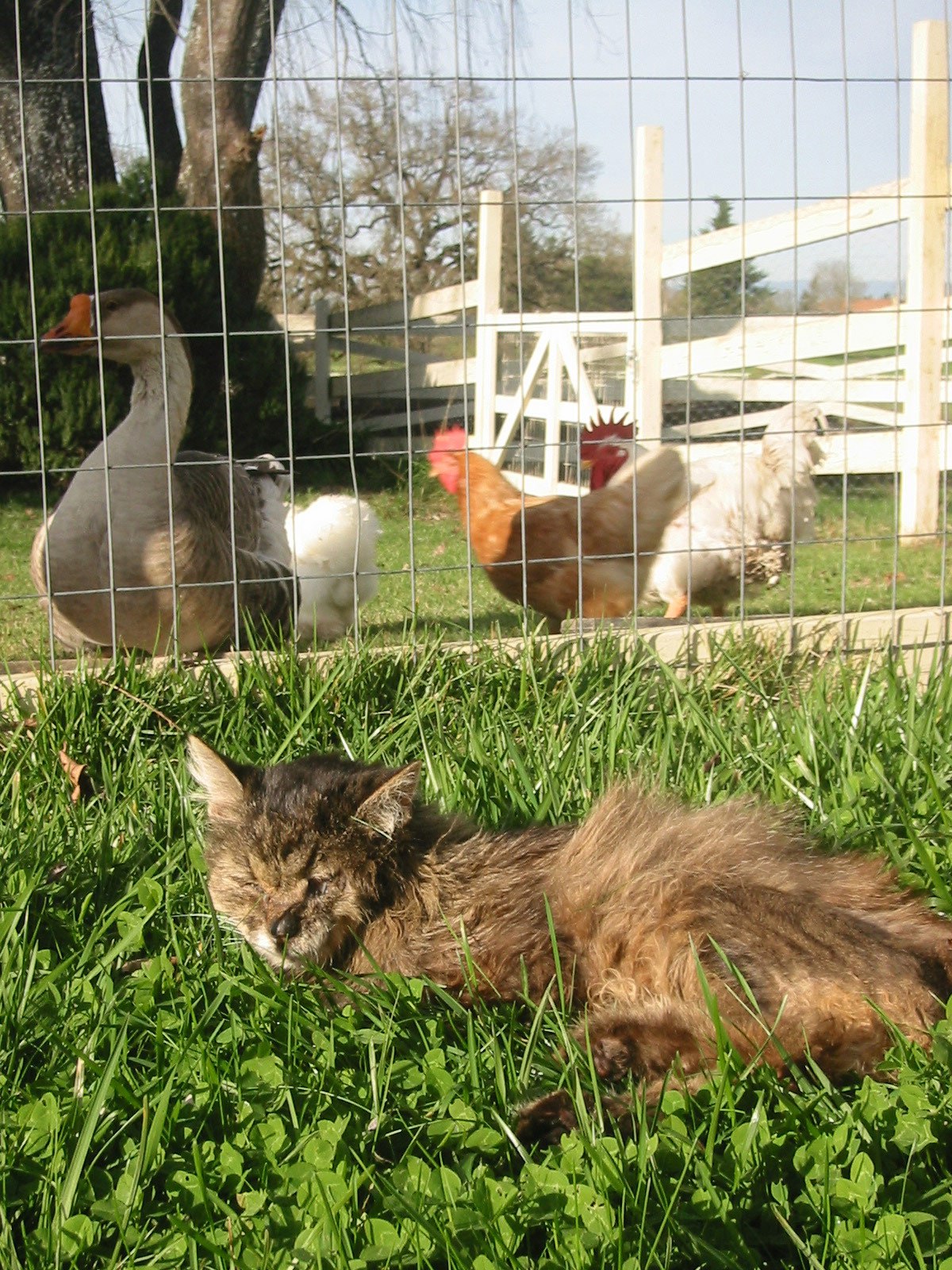 Frazier on grass with friends