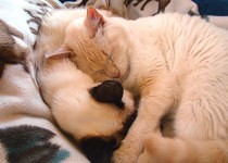 Furbee and Dafne-Ann Cuddling