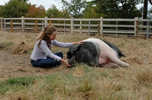 Harley receiving Reiki with Kathleen