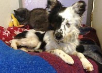 black and white dog with cat