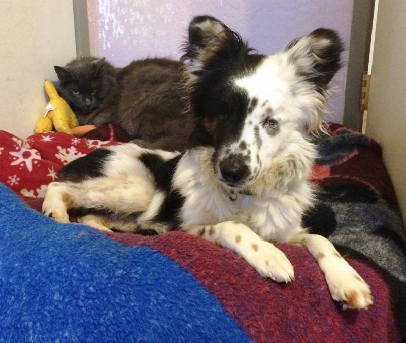 black and white dog with cat