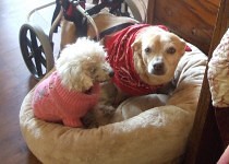 Joey and lily in the bed