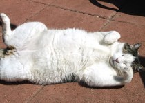 Neil in the garden on his back :)