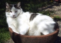 Neil in the garden pot