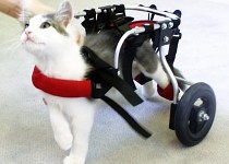 Tim as a kitten on wheelchair