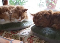 Trevor and Gingi napping on the pillow