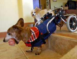 Ollie with bone with Alfie behind