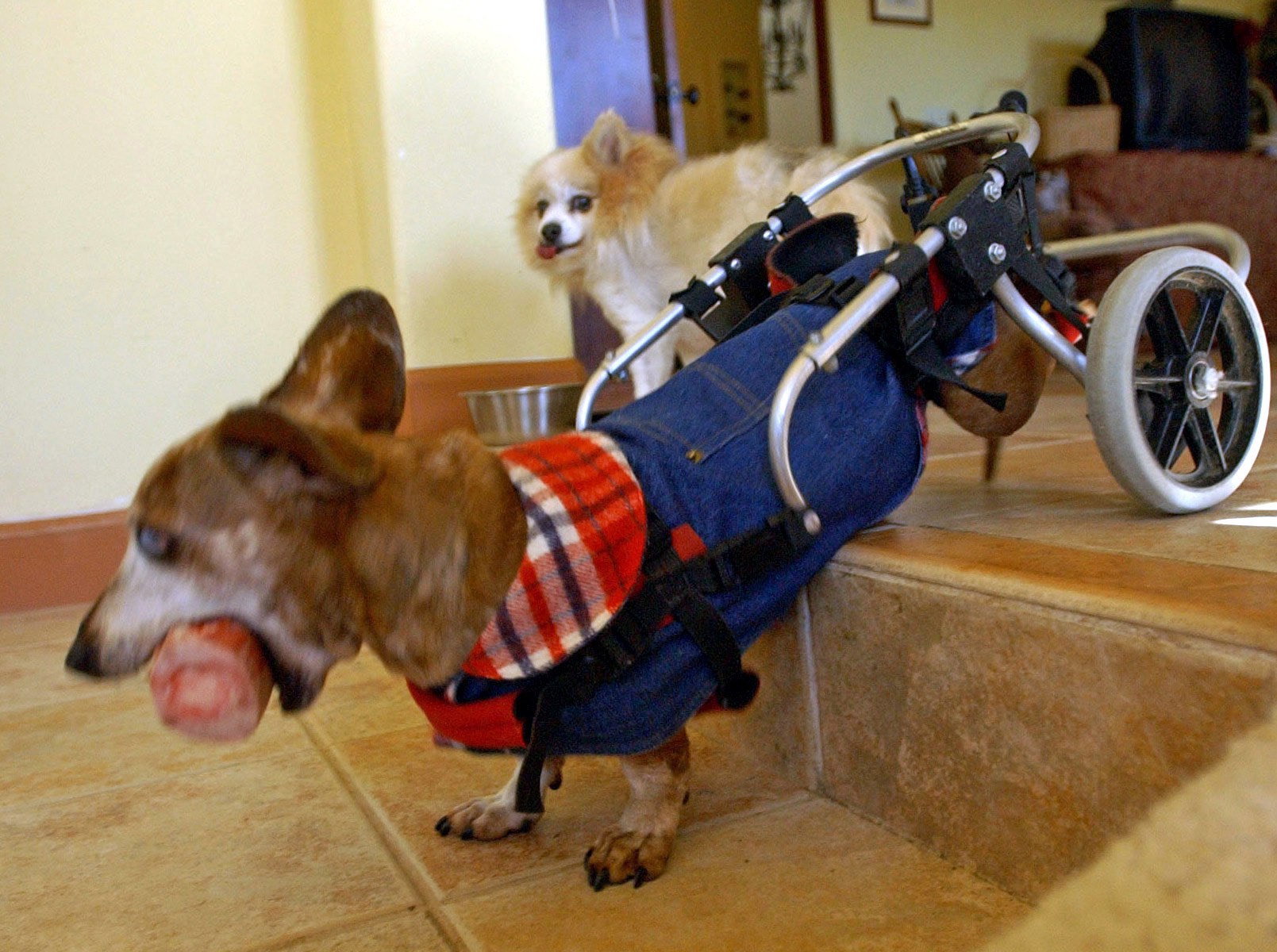 Ollie with bone with Alfie behind