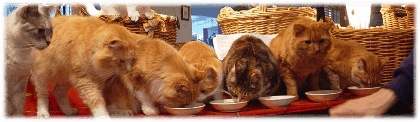 row_of_cats_eating