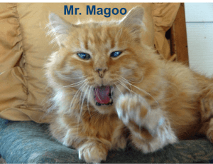 Mr. Magoo the cat
