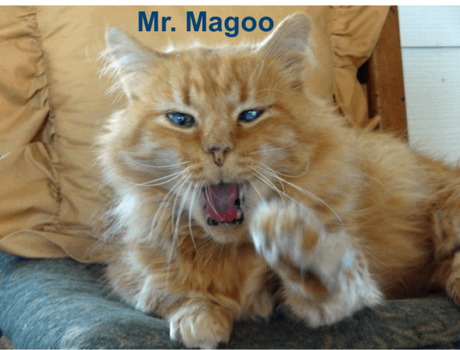 Mr. Magoo the cat