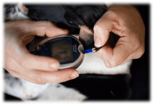 Lily glucose check