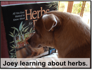 Joey studying herbs