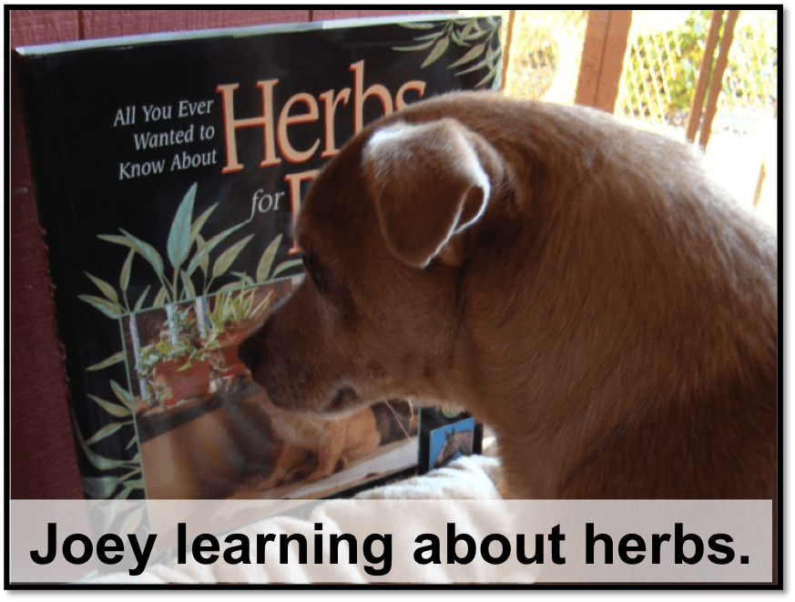 Joey studying herbs
