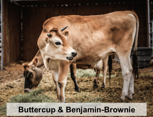 Buttercup and Benjamin-Brownie-names