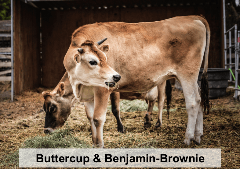 Buttercup and Benjamin-Brownie-names