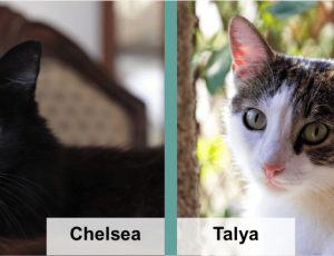 chelsea talya blog feature image v2