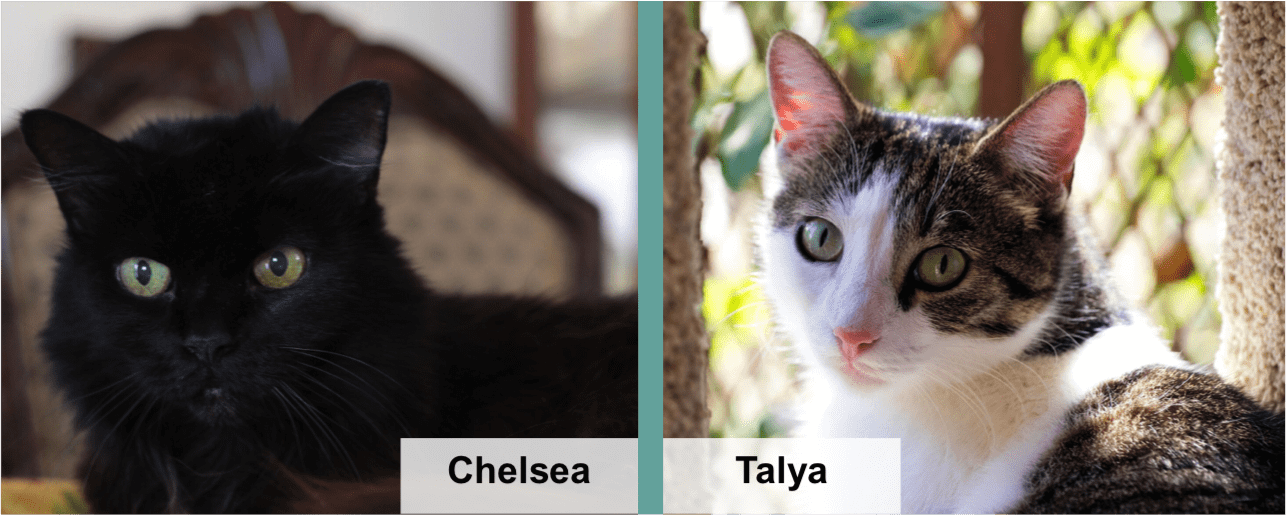 chelsea talya blog feature image v2