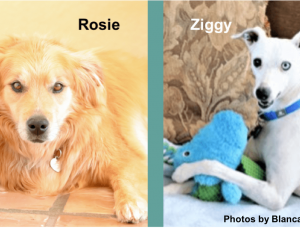 Rosie & Ziggy-blog-Blanca Walker-5