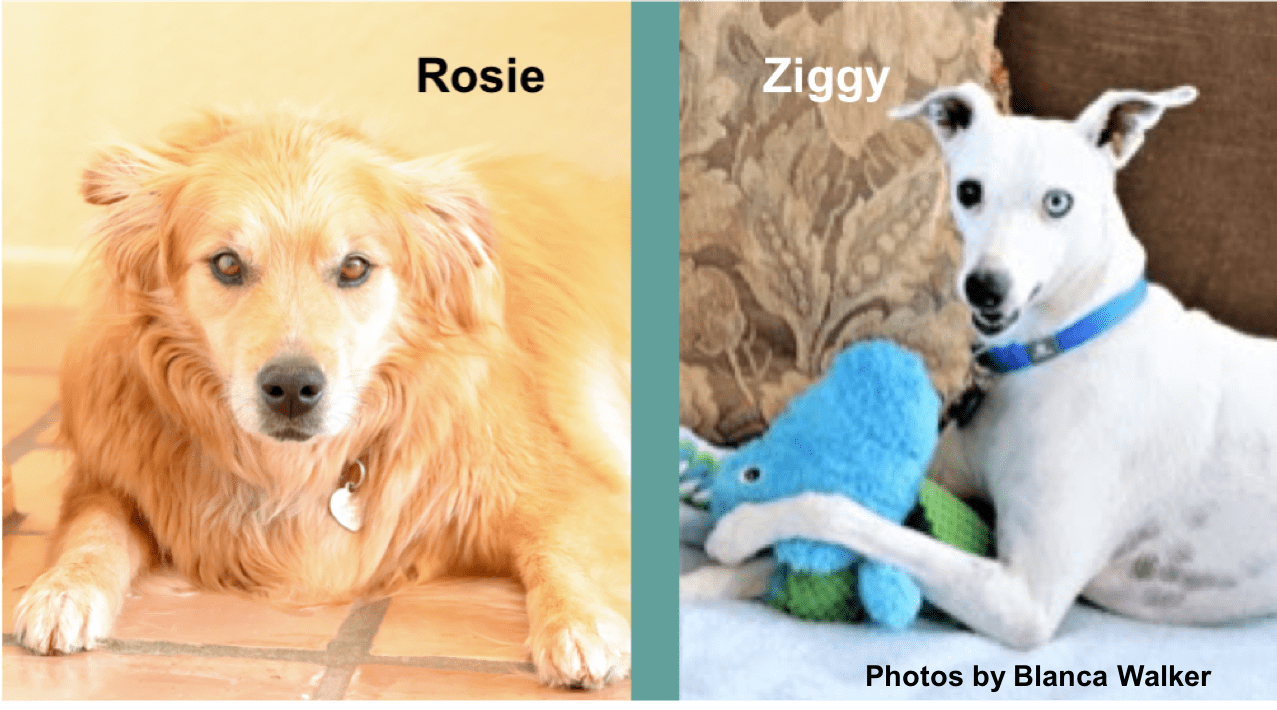 Rosie & Ziggy-blog-Blanca Walker-5