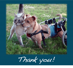 Cat with dog in wheelchair