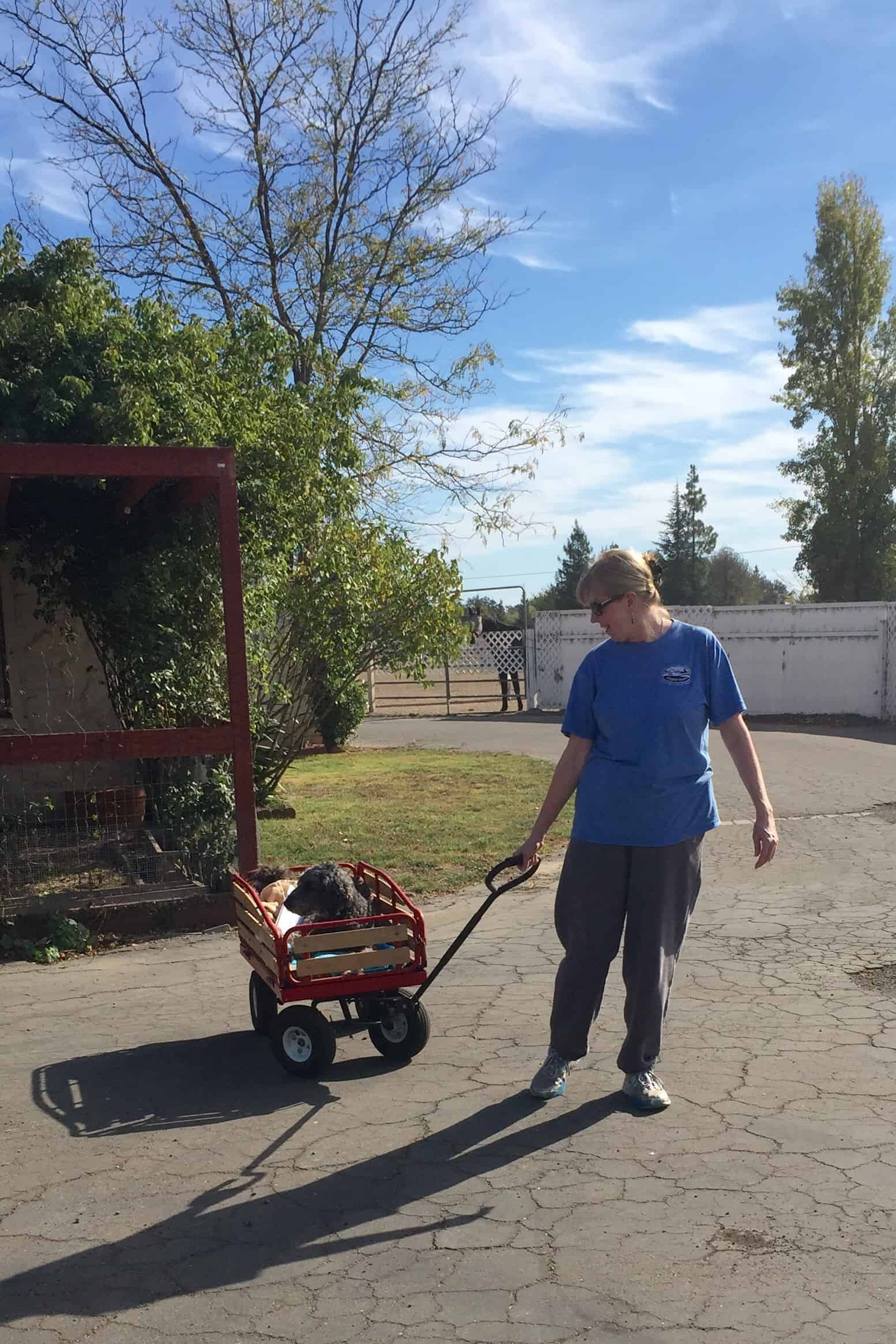 Woman pulling dog in wagon