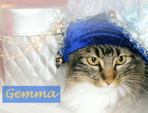 cat in blue jingle bell cap