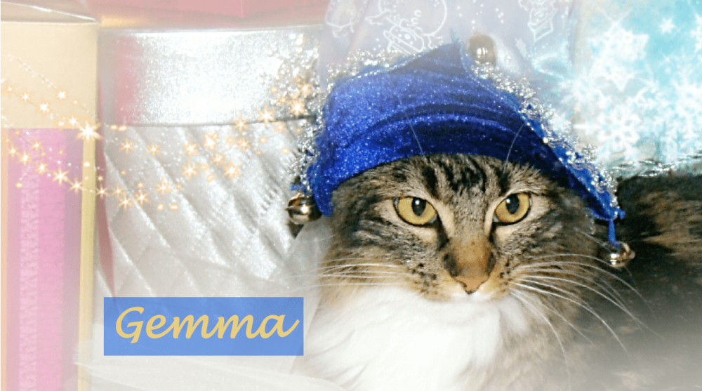 cat in blue jingle bell cap