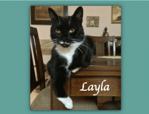 Black and white cat on table