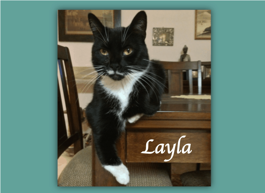 Black and white cat on table