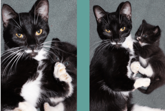 Black and white mama cat with 2 kittens