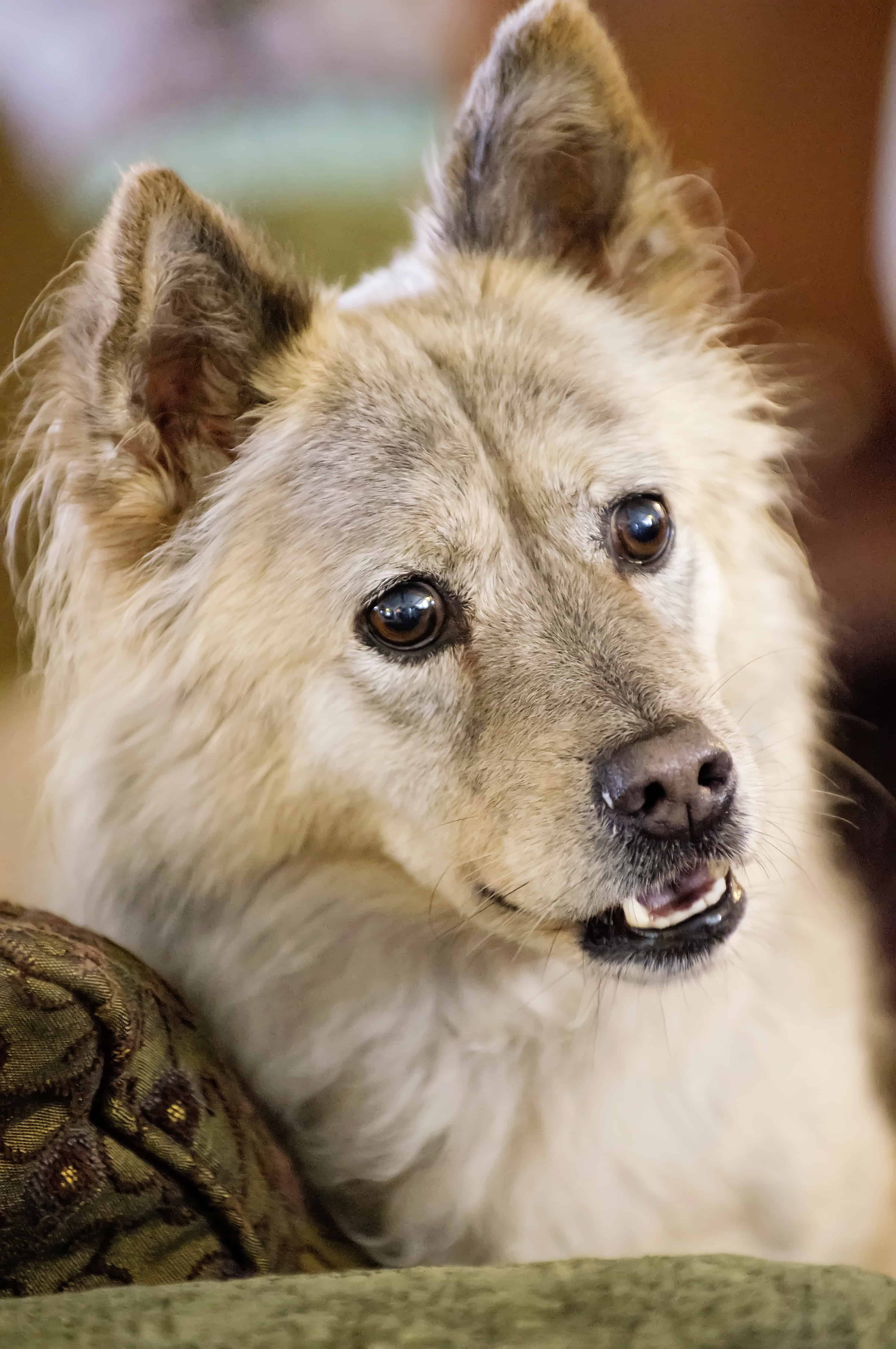 wolflike dog head shot