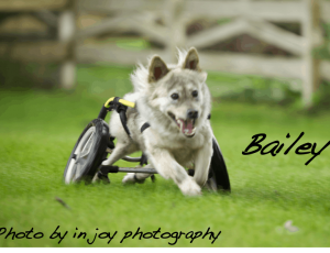 dog joyfully running on wheels