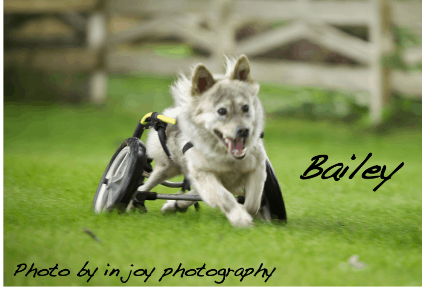 dog joyfully running on wheels