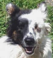happy black and white dog  closeup
