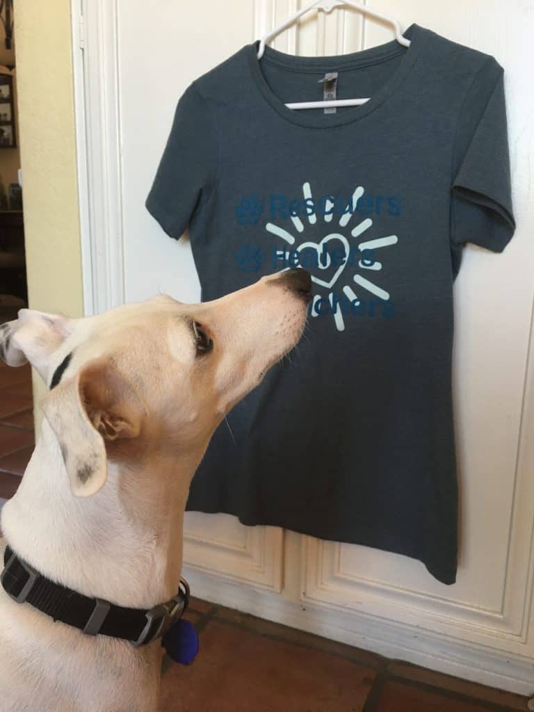 dog looking at shirt