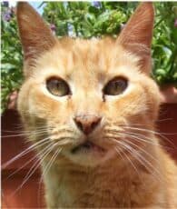 orange-colored cat