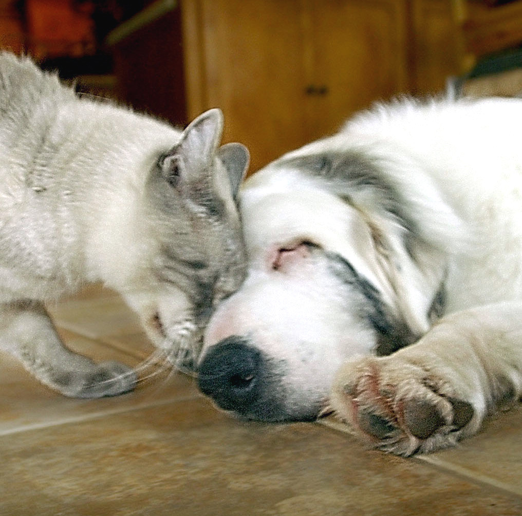a cat and dog head nudging on the floor