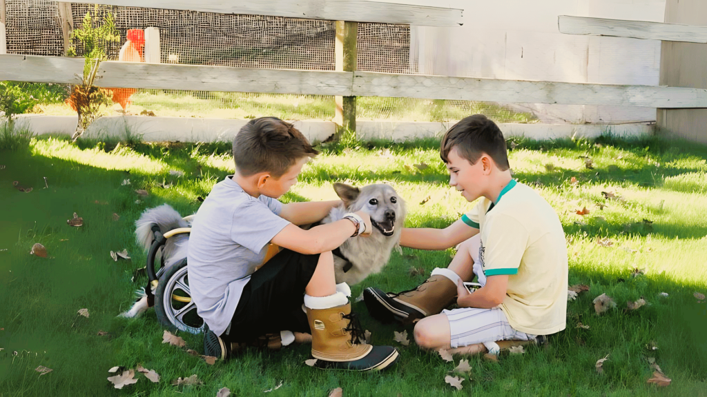 dog in a wheelchair has chronic condition being accompanied by two young boys