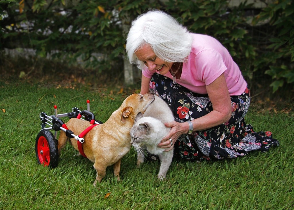 Gail Pope happily petting a cat and a dog wearing a wheelchair and has a chronic illness