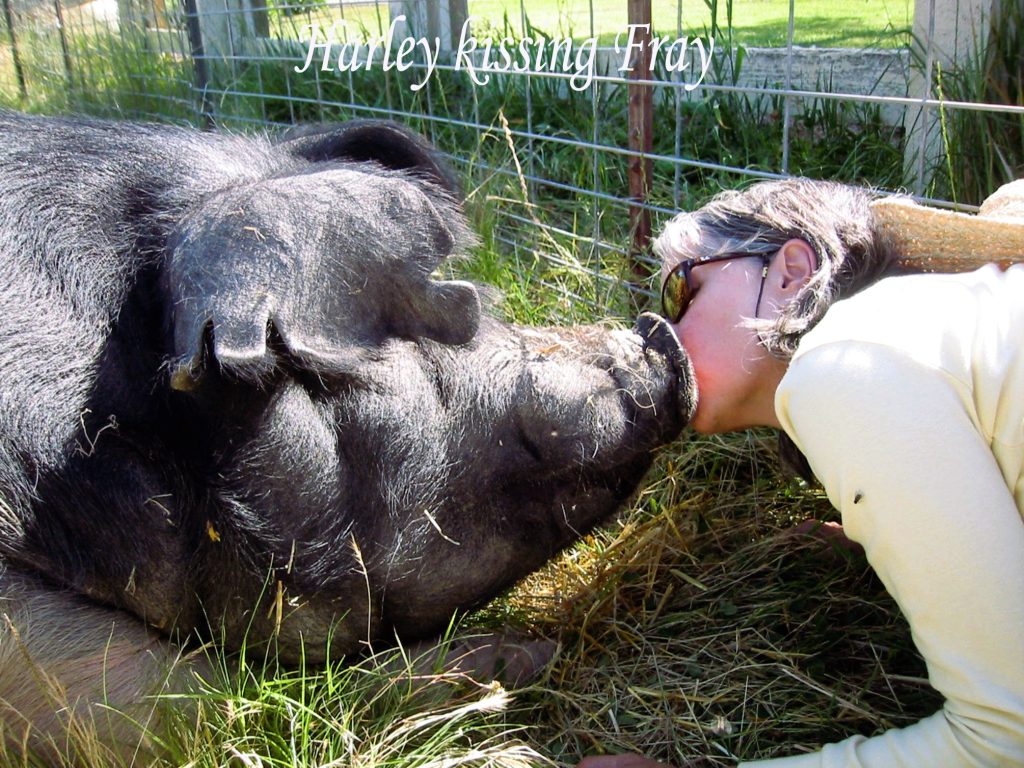 a woman kissing a pig